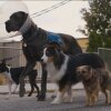 Foto: UIP "Strays" - Will Ferrell er en menneskehadende, talende hund i første trailer til Strays