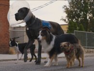 Will Ferrell er en menneskehadende, talende hund i første trailer til Strays
