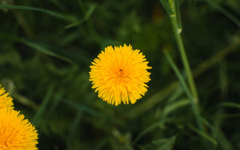 pexels lucaphoto 31791657