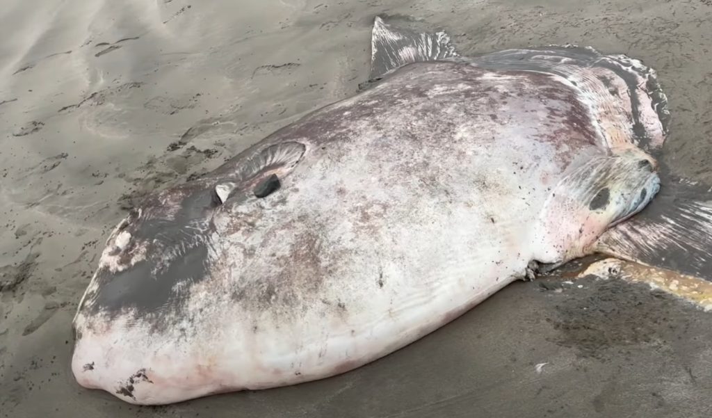 Sjælden 1,8 meter lang klumpfisk skyller op på strand i Californien