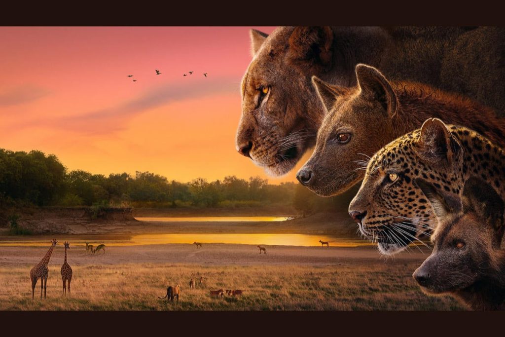 David Attenborough vender tilbage i BBC’s Kingdom: et episk rovdyrdrama fra Afrikas hjerte