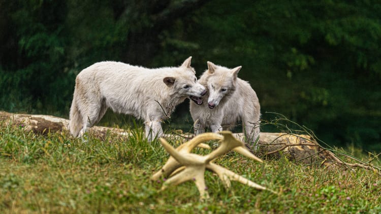 Verdens første genfødte dire wolves fejrer 1-års fødselsdag