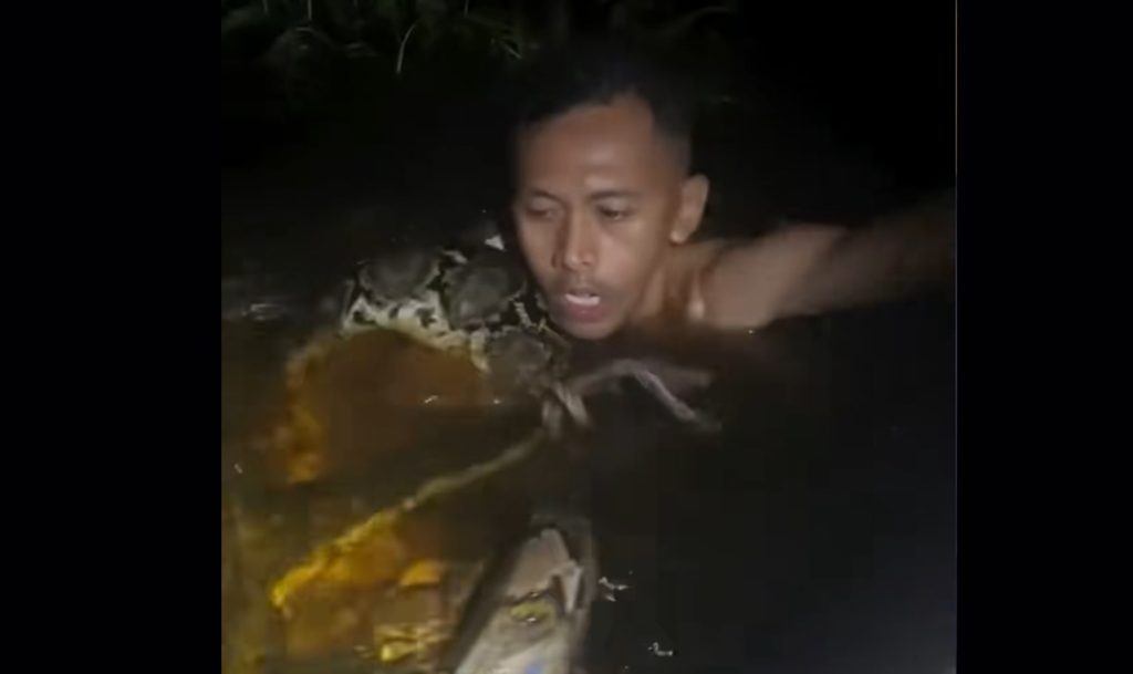 Video: Tour-guide er iskold, selvom en 6-meter lang python forsøger at kvæle ham på aftensejltur