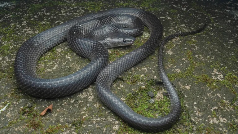 Nyopdaget slangeart navngivet efter ‘Crocodile Hunter’ Steve Irwin