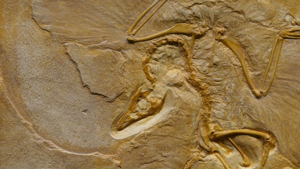 Kæmpe dinosaurfodspor i Colorado afslører noget helt særligt