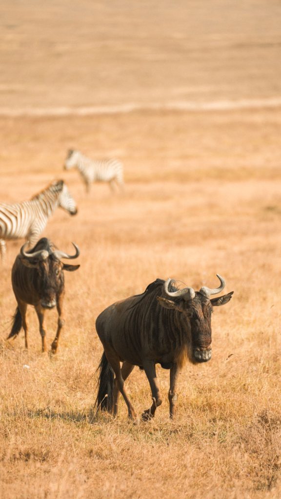 Oplev naturens storhed: Hvorfor din næste rejse bør gå til Østafrika