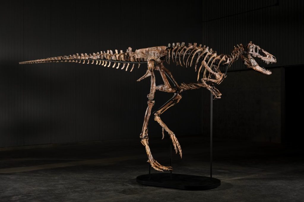Sjældent dinosaurskelet kan blive solgt for op mod 58 millioner kroner